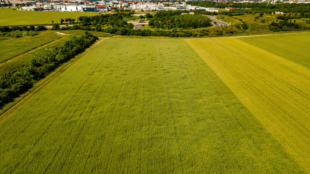 drone-view-ultra-wide-angle-down-on-green-young-wh-2025-01-08-22-36-28-utc