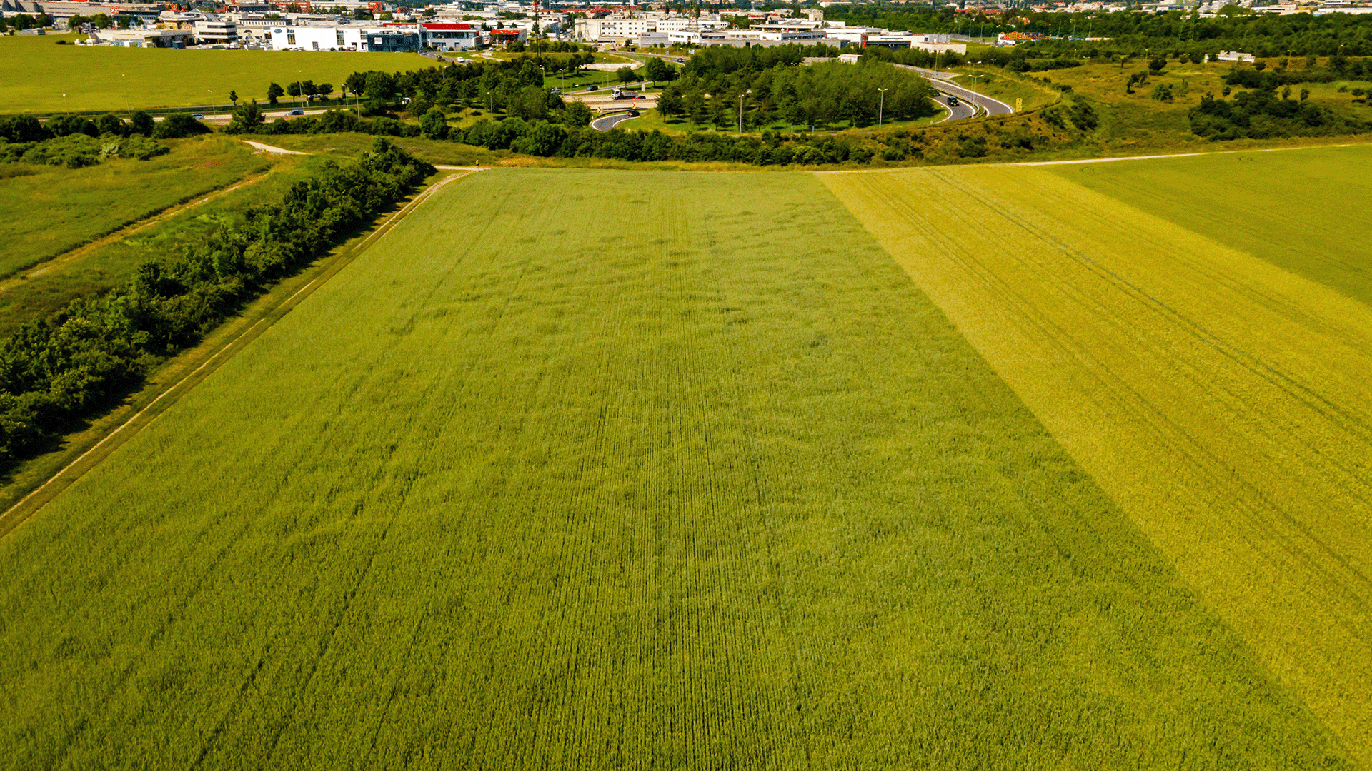 drone-view-ultra-wide-angle-down-on-green-young-wh-2025-01-08-22-36-28-utc